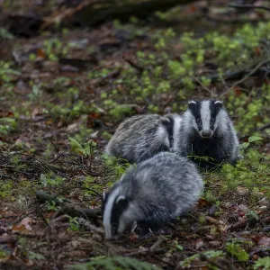 Approx. 3 months Badger siblings (Meles meles) go on an exploration tour together