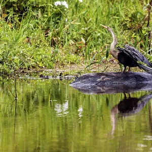 An aquatic bird is reflected in the calm water at the edge of the green shore