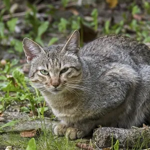 Arabian wildcat, Gordon's wildcat (Felis lybica lybica) (Felis silvestris gordoni) Arabian wildcat, Gordon's wildcat (Felis lybica lybica) (Felis silvestris gordoni)