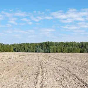 Arable land at forest background, sunny summer day