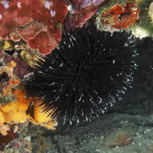 Arbacia lixula Print: House Reef, Stoja, Pula, Croatia