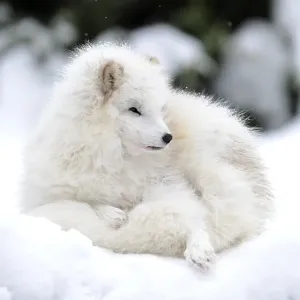 Arctic fox (Alopex lagopus) Arctic fox (Alopex lagopus)