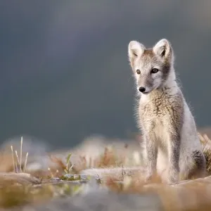 Arctic fox (alopex lagopus), alert Arctic fox (alopex lagopus), alert