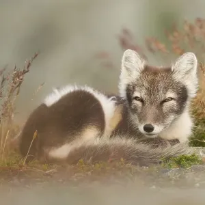Arctic fox (alopex lagopus) dormant Arctic fox (alopex lagopus) dormant