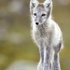 Arctic fox (alopex lagopus), Dovre-Fjell national park Arctic fox (alopex lagopus), Dovre-Fjell national park