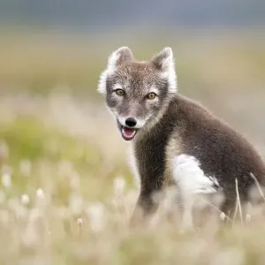 Arctic fox (alopex lagopus) sitting in blooming meadow Arctic fox (alopex lagopus) sitting in blooming meadow