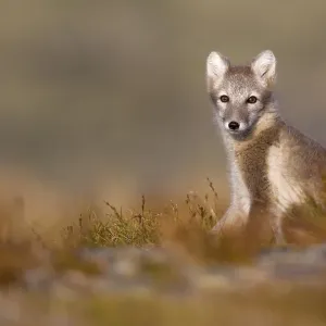 Arctic fox (alopex lagopus) sitting in meadow Arctic fox (alopex lagopus) sitting in meadow
