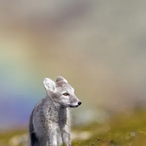 Arctic fox (alopex lagopus) stands in meadow in front of rainbow Arctic fox (alopex lagopus) stands in meadow in front of rainbow