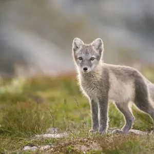 Arctic fox (alopex lagopus), young animal in Fjell Arctic fox (alopex lagopus), young animal in Fjell