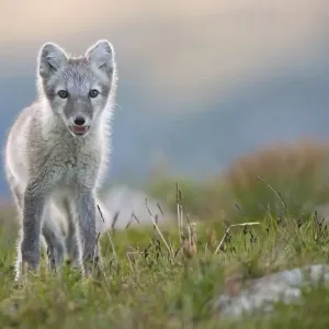 Arctic fox (alopex lagopus), young animal in Fjell Arctic fox (alopex lagopus), young animal in Fjell