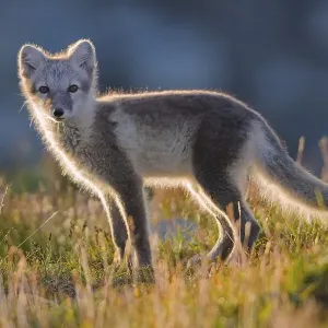 Arctic fox (alopex lagopus), young animal standing in the fjell Arctic fox (alopex lagopus), young animal standing in the fjell
