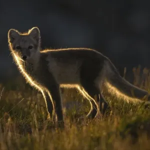 Arctic fox (alopex lagopus), young animal standing in the fjell Arctic fox (alopex lagopus), young animal standing in the fjell
