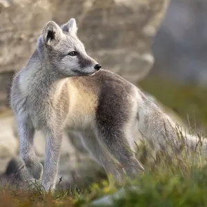 Arctic fox, snow fox or ice fox (Vulpes lagopus) Dombas Arctic fox, snow fox or ice fox (Vulpes lagopus) Dombas