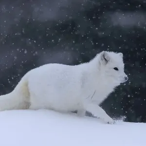 Arctic fox (Vulpes lagopus), adult Arctic fox (Vulpes lagopus), adult