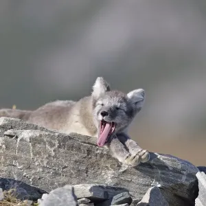 Arctic fox (Vulpes lagopus, Alopex lagopus) Arctic fox (Vulpes lagopus, Alopex lagopus)
