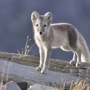Arctic fox (Vulpes lagopus, Alopex lagopus) Arctic fox (Vulpes lagopus, Alopex lagopus)