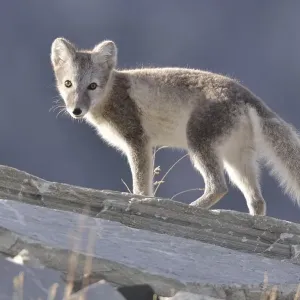 Arctic fox (Vulpes lagopus, Alopex lagopus) Arctic fox (Vulpes lagopus, Alopex lagopus)