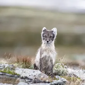 Arctic fox (Vulpes lagopus), Dovrefjell-Sunndalsfjella National Park