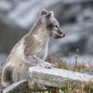 Arctic fox (Vulpes lagopus), Dovrefjell-Sunndalsfjella National Park