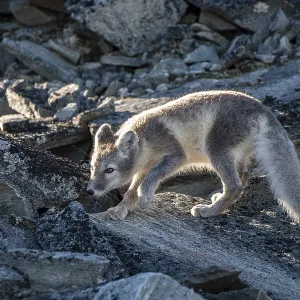 Arctic fox (Vulpes lagopus), Dovrefjell-Sunndalsfjella National Park Arctic fox (Vulpes lagopus), Dovrefjell-Sunndalsfjella National Park