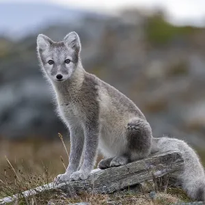 Arctic fox (Vulpes lagopus), Dovrefjell-Sunndalsfjella National Park Arctic fox (Vulpes lagopus), Dovrefjell-Sunndalsfjella National Park