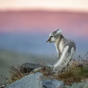 Arctic fox (Vulpes lagopus) in the evening Arctic fox (Vulpes lagopus) in the evening