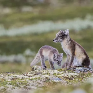 Arctic fox (Vulpes lagopus), female and young