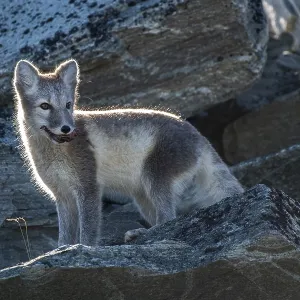 Arctic fox (Vulpes lagopus) with meat in its mouth Arctic fox (Vulpes lagopus) with meat in its mouth