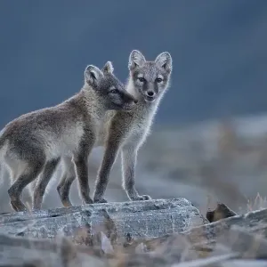 Arctic fox (Vulpes lagopus) puppies in the Fell Arctic fox (Vulpes lagopus) puppies in the Fell