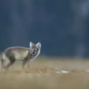 Arctic fox (Vulpes lagopus), puppy looking over shoulder in the Fell Arctic fox (Vulpes lagopus), puppy looking over shoulder in the Fell