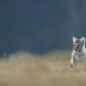 Arctic fox (Vulpes lagopus), puppy with tongue out Arctic fox (Vulpes lagopus), puppy with tongue out