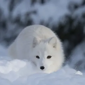 Arctic fox (Vulpes lagopus syn) Arctic fox (Vulpes lagopus syn)