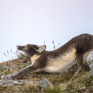 Arctic fox (Vulpes lagopus) yawning Arctic fox (Vulpes lagopus) yawning