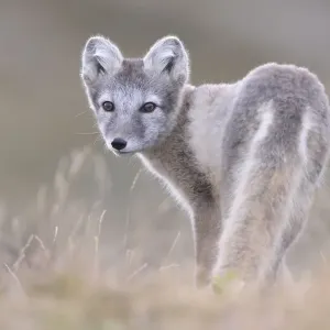 Arctic fox (Vulpes lagopus), young Arctic fox (Vulpes lagopus), young