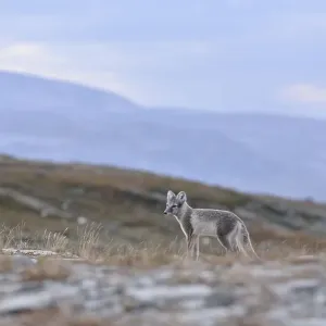Arctic fox (Vulpes lagopus), young animal stands in Fjell Arctic fox (Vulpes lagopus), young animal stands in Fjell