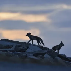 Arctic fox (Vulpes lagopus), two young animals on a rock Arctic fox (Vulpes lagopus), two young animals on a rock