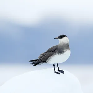 Arctic Skua, Stercorarius parasiticus Arctic Skua, Stercorarius parasiticus