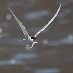 Arctic tern (Sterna paradisaea) in flight with fish in its beak Arctic tern (Sterna paradisaea) in flight with fish in its beak