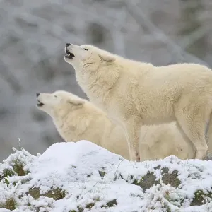 Arctic Wolf Print: Two Captive Wolves Howling in Snow Arctic Wolf Print: Two Captive Wolves Howling in Snow