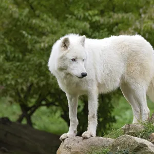 Arctic wolf (Canis lupus arctos) Arctic wolf (Canis lupus arctos)