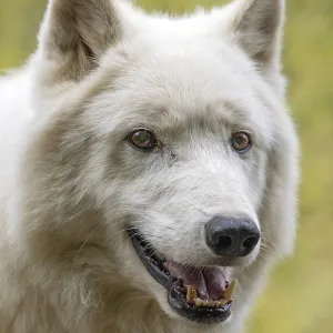 Arctic wolf (Canis lupus arctos) Arctic wolf (Canis lupus arctos)