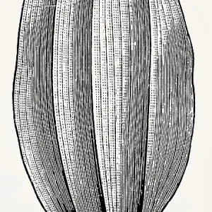 Arcuate-veined leaf of Convallaria majalis var