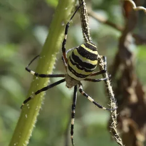 Argiopa Spider on the web. Arachnid predator