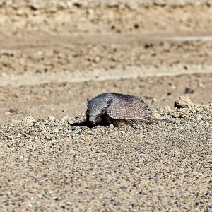 An armadillo lies alone in a sandy desert landscape