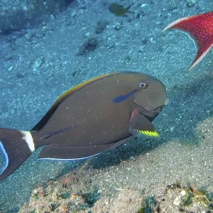 An armpit surgeonfish (Acanthurus nigricauda) swims across the sandy seabed An armpit surgeonfish (Acanthurus nigricauda) swims across the sandy seabed