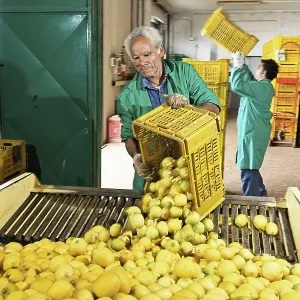 Arrival, selection and packing of freshly harvested