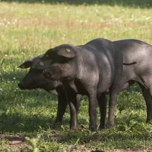 Iberian Pig Print, Artiodactyla Species Iberian Pig Print, Artiodactyla Species