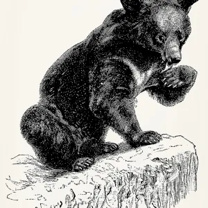 The Asian black bear (Ursus thibetanus)
