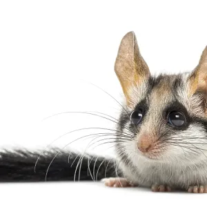 Asian garden dormouse (Eliomys melanurus) isolated on white