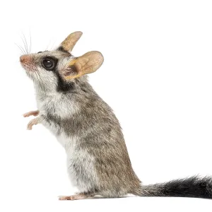 Asian garden dormouse on hind legs (Eliomys melanurus) isolated on white